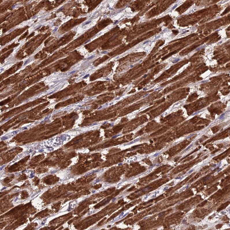 CS Citrate Synthase Antibody - BSA Free Immunohistochemistry-Paraffin: CS Citrate Synthase Antibody [NBP2-13878]