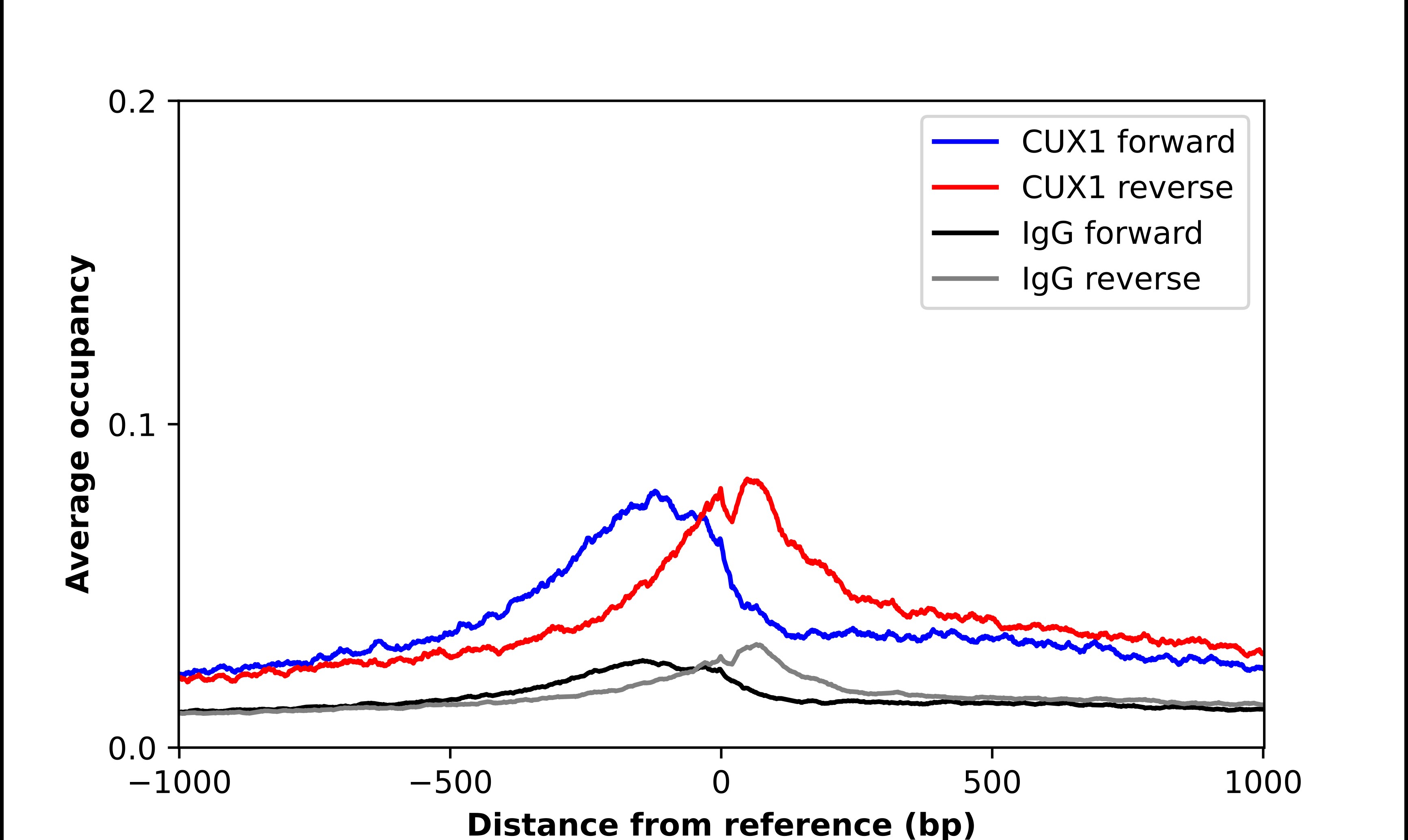 CDP/CUTL1 Antibody - BSA Free Chromatin Immunoprecipitation-exo-Seq: CDP/CUTL1 Antibody - BSA Free [NBP2-13883]