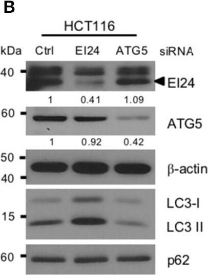 EI24 Antibody