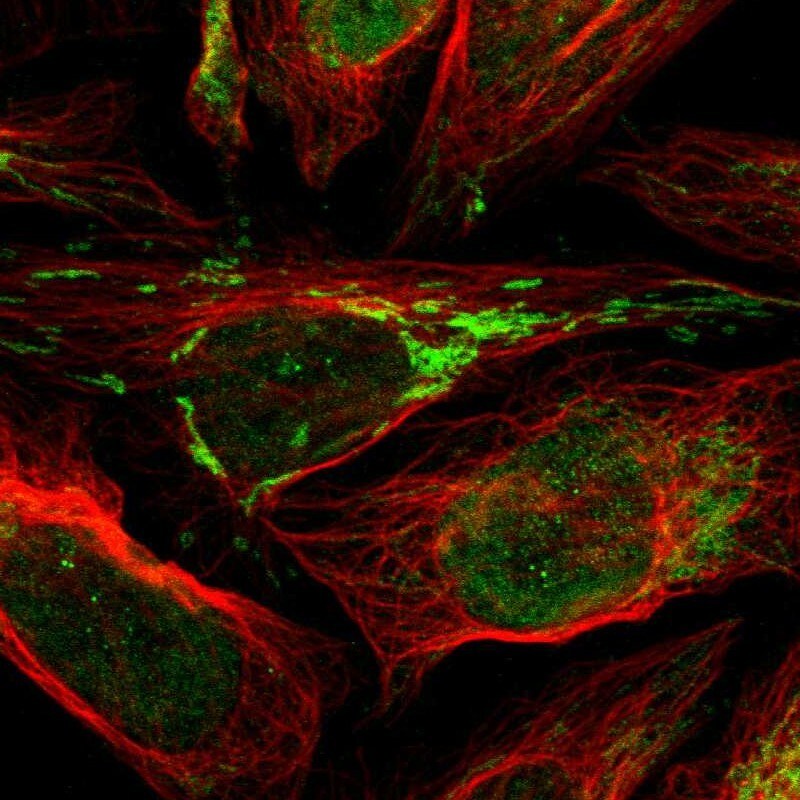 FAM210A Antibody - BSA Free Immunocytochemistry/ Immunofluorescence: FAM210A Antibody [NBP2-13991]