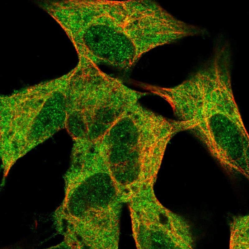 MLLT11 Antibody - BSA Free Immunocytochemistry/ Immunofluorescence: MLLT11 Antibody [NBP2-14237]