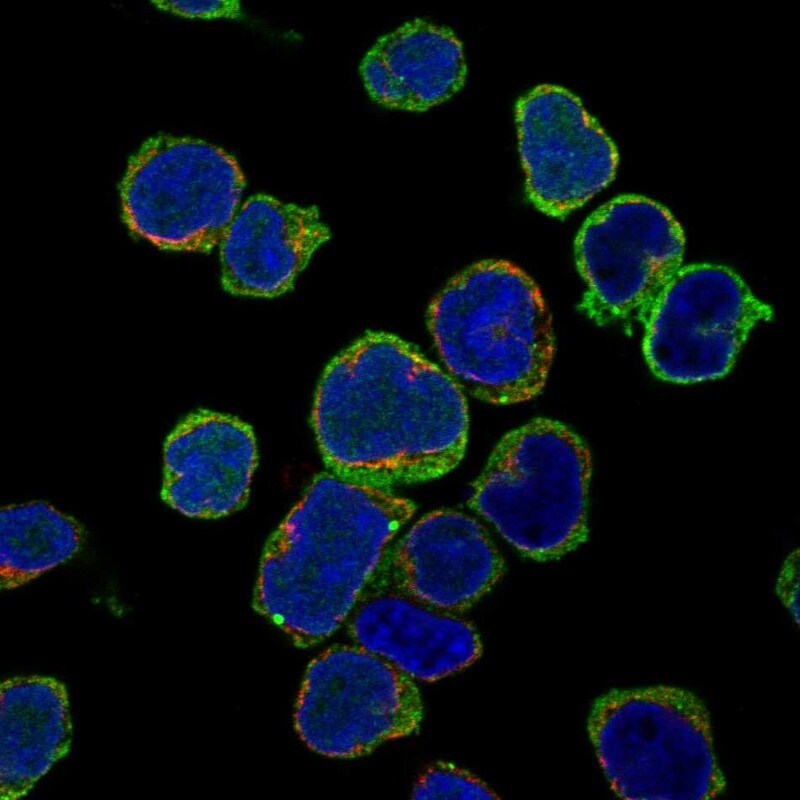 BLNK Antibody - BSA Free Immunocytochemistry/ Immunofluorescence: BLNK Antibody [NBP2-14355]