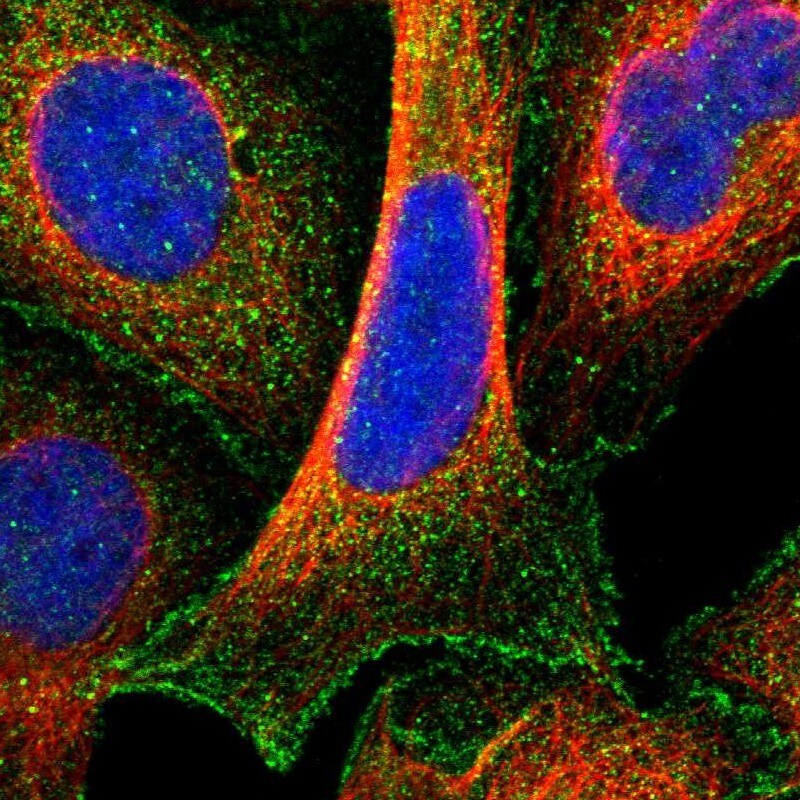 CCDC144NL Antibody - BSA Free Immunocytochemistry/ Immunofluorescence: CCDC144NL Antibody [NBP2-14448]