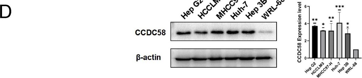 CCDC58 Antibody - BSA Free