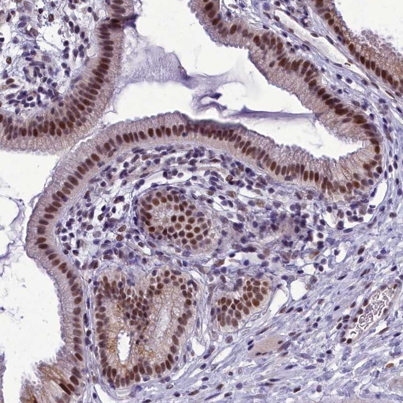 CEACAM19 Antibody - BSA Free Immunohistochemistry: CEACAM19 Antibody - BSA Free [NBP2-14467]