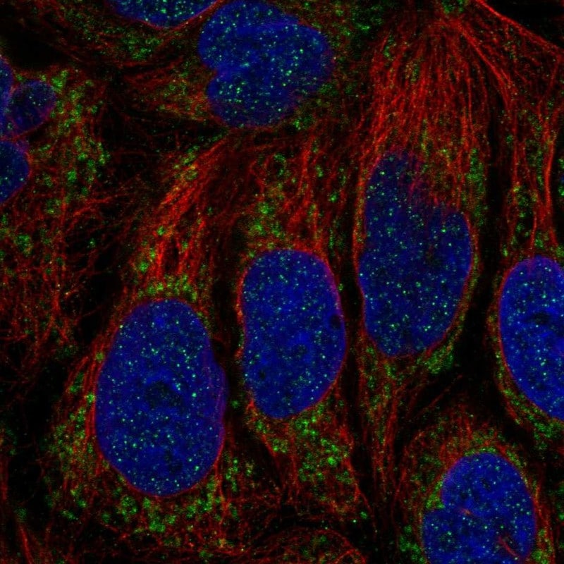 ATP5SL Antibody - BSA Free Immunocytochemistry/ Immunofluorescence: ATP5SL Antibody [NBP2-14509]