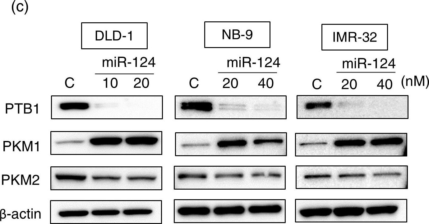 PKM1 Antibody - BSA Free