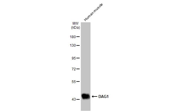 Dystroglycan Antibody