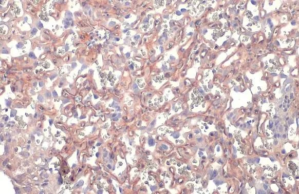 Dystroglycan Antibody
