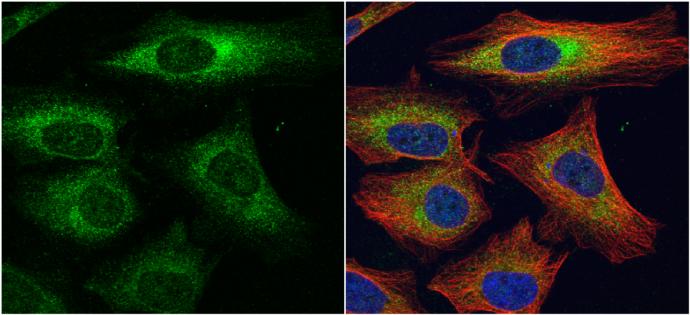 Dystroglycan Antibody - BSA Free