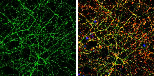 Calmodulin 2 Antibody - BSA Free