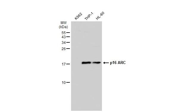 ARPC5 Antibody - BSA Free