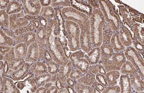 Tubulin Beta 2C Antibody - BSA Free