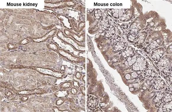 Tubulin Beta 2C Antibody - BSA Free