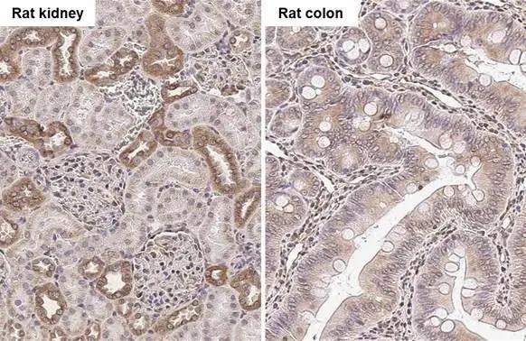 Tubulin Beta 2C Antibody - BSA Free