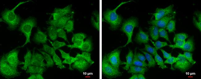 Calpain 9 Antibody