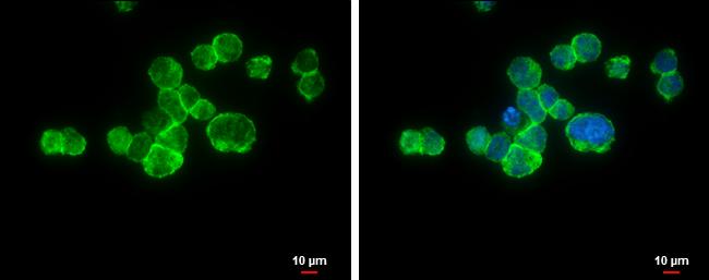 Integrin alpha L/CD11a Antibody - BSA Free