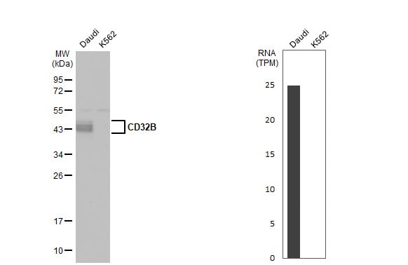 Fc gamma RIIB/CD32b Antibody