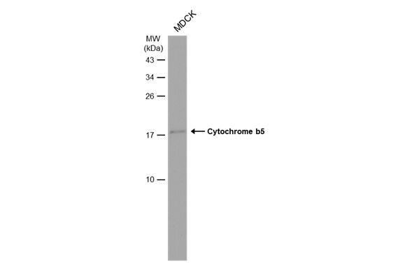 Cytochrome b5 type A Antibody