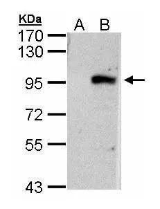 ECEL1 Antibody - BSA Free