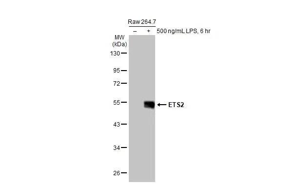 ETS2 Antibody