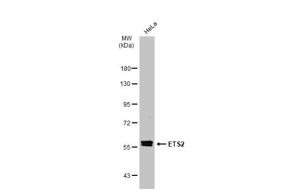 ETS2 Antibody