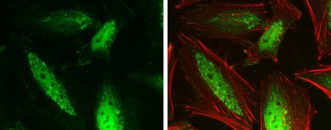 GPS2 Antibody - BSA Free
