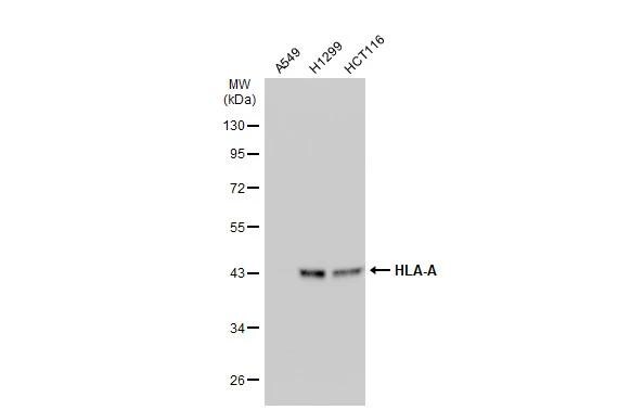 HLA A Antibody - BSA Free