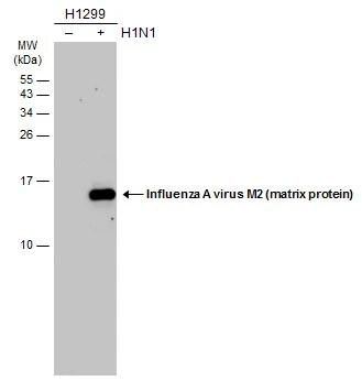 Influenza A H1N1 M2 Antibody - (A/Puerto Rico/8/1934) - BSA Free