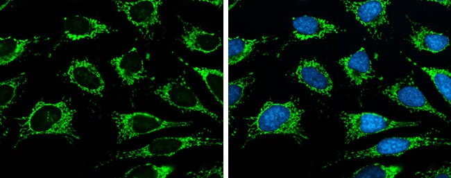 ISCU Antibody