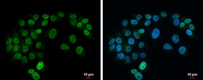 Islet-1 Antibody - BSA Free