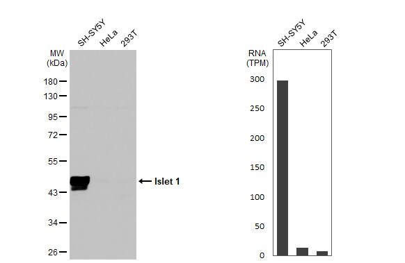 Islet-1 Antibody - BSA Free