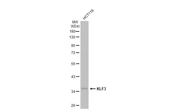 KLF3 Antibody