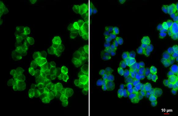 ILT2/CD85j/LILRB1 Antibody