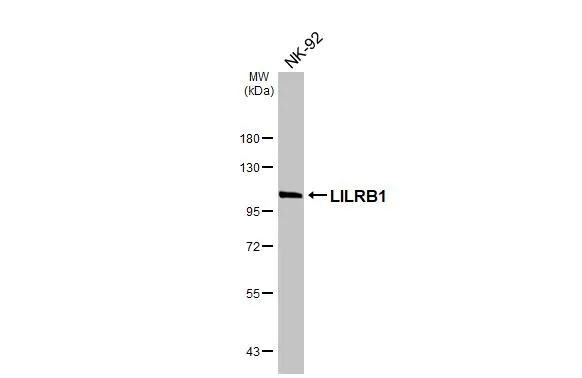 ILT2/CD85j/LILRB1 Antibody