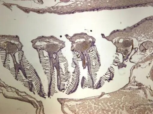 LIN7 Antibody