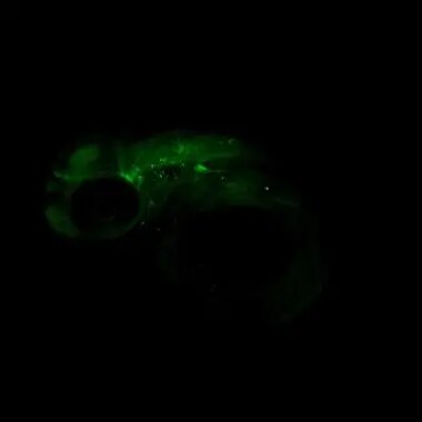 LIN7 Antibody