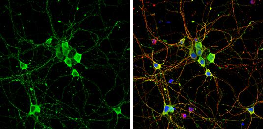 Liprin alpha 2 Antibody - BSA Free