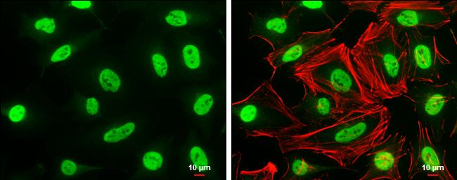 MafG Antibody - BSA Free
