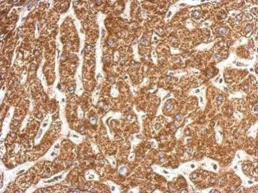 NDUFB4 Antibody
