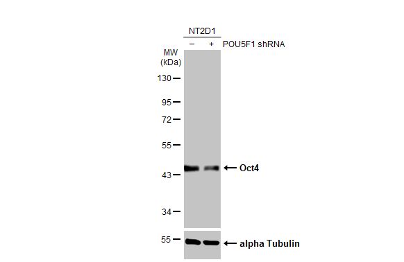 OCT4 Antibody (735)
