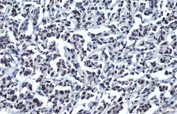 OCT4 Antibody (486)