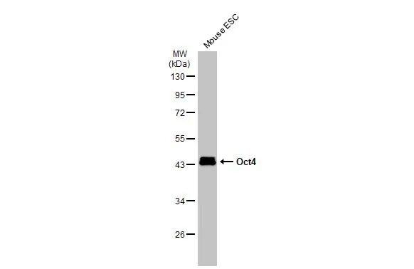OCT4 Antibody (486)