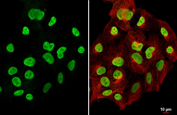 OCT4 Antibody (486)