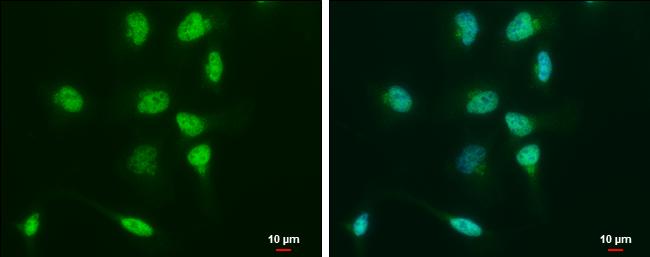 OCT4 Antibody