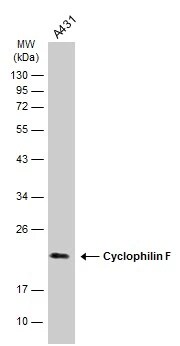 Cyclophilin-F Antibody