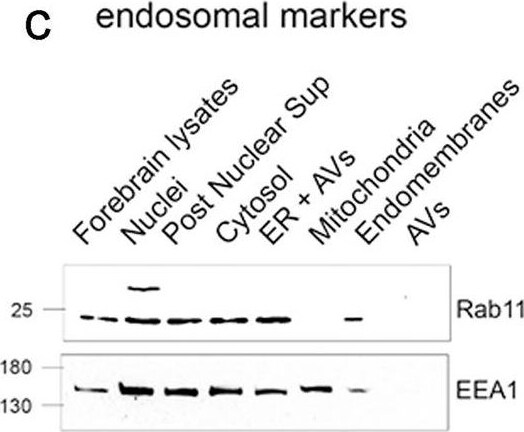 RAB11B Antibody