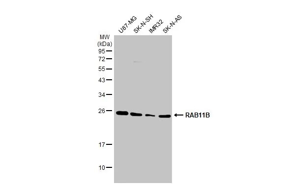 RAB11B Antibody