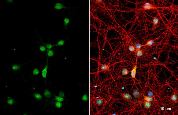 RAB11B Antibody - BSA Free
