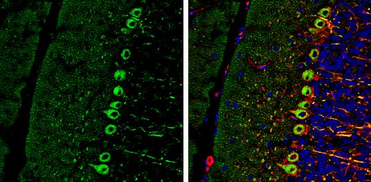 RAB11B Antibody - BSA Free